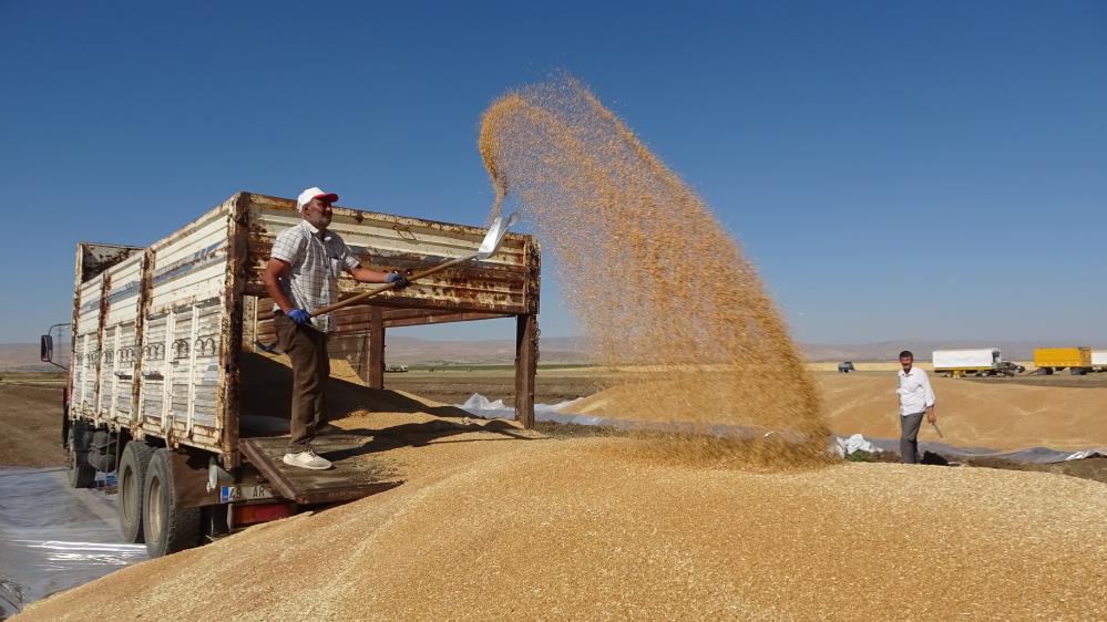 Muş Buğday üretiminde rekor kırdı