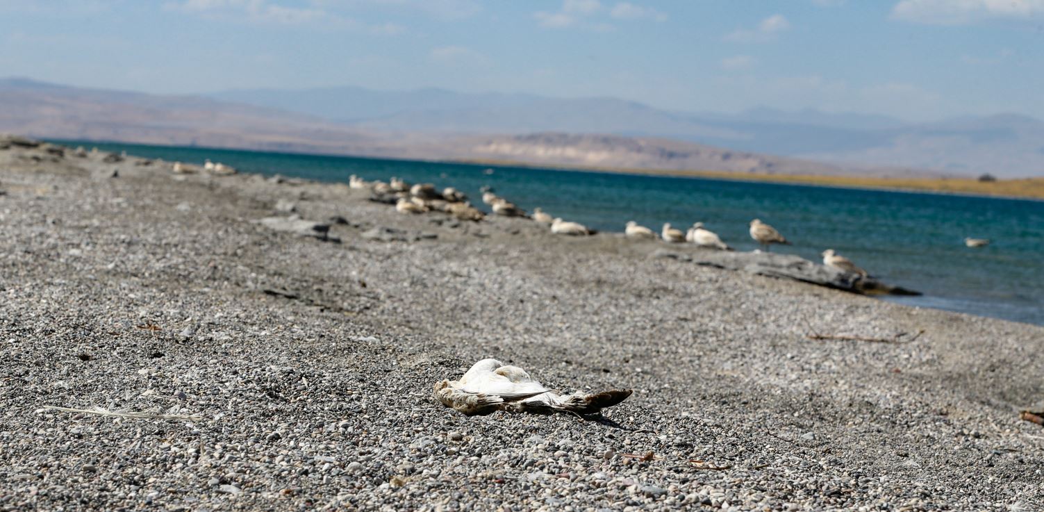 Aşırı sıcaklar martı ölümlerine neden oldu