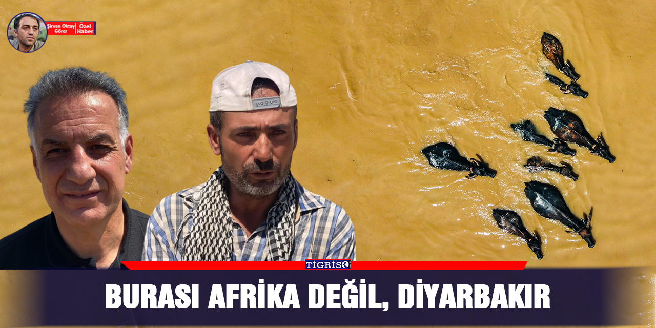 VİDEO - Burası Afrika değil, Diyarbakır