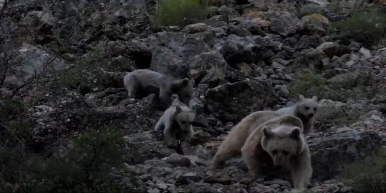 Tunceli'de Anne Bozayı ve 3 Yavrusu Görüntülendi
