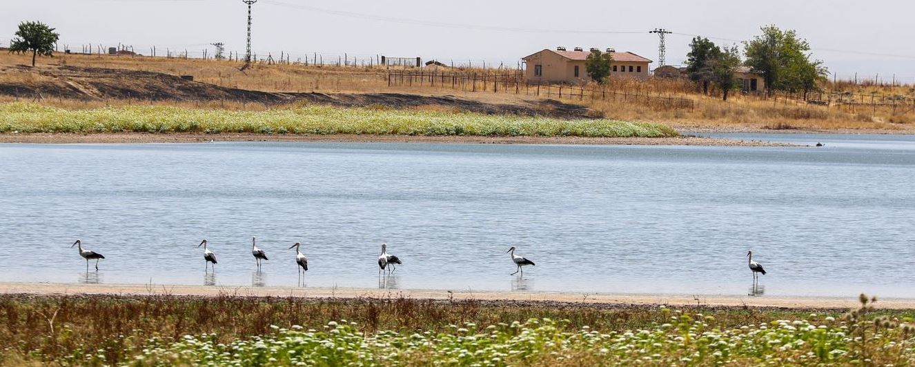 Sıcak ve kuraklık leylekleri de etkiledi