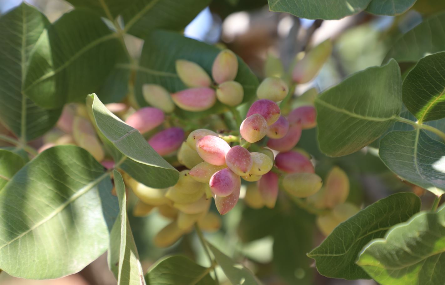 Boz Antep fıstığında hasat başladı