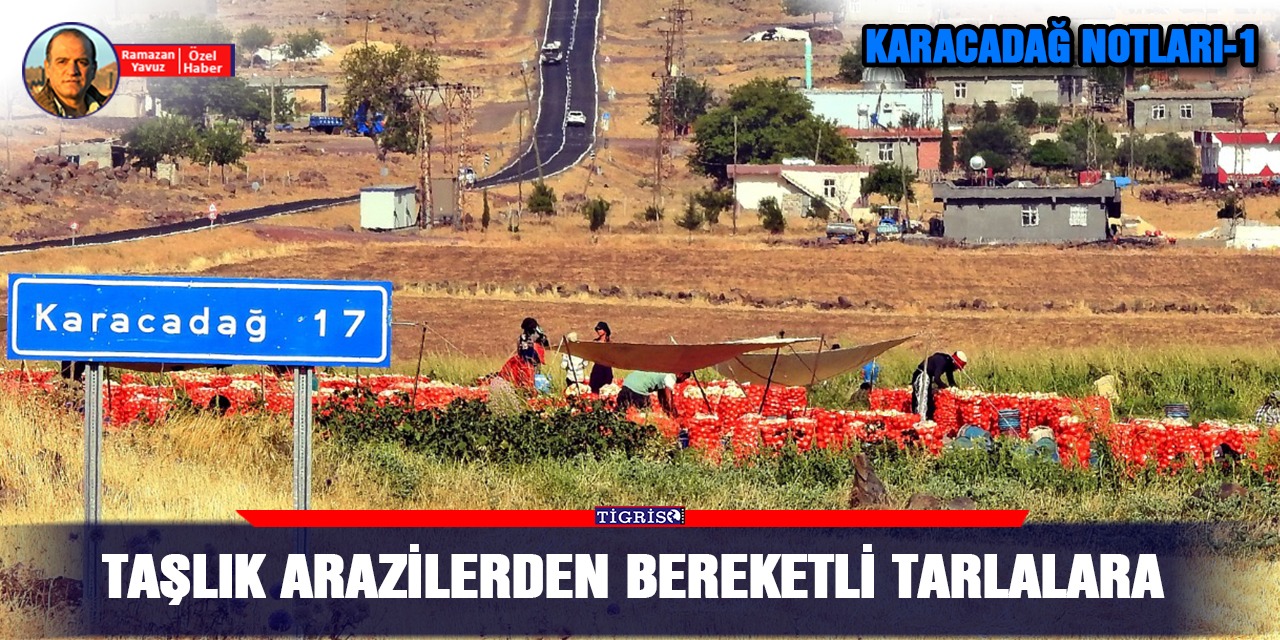 VİDEO - Taşlık arazilerden bereketli tarlalara