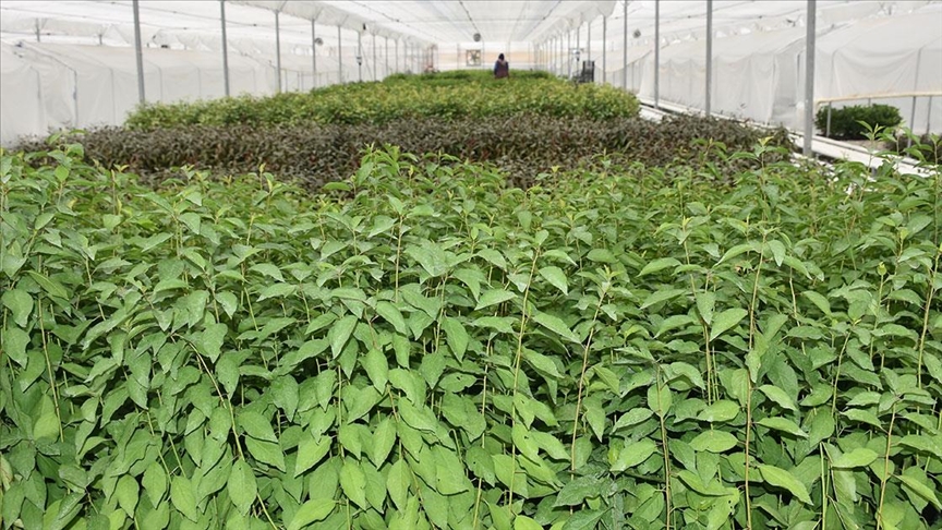 Klonlama yöntemiyle çoğaltılan meyve fidanları 15 ülkeye gönderiliyor