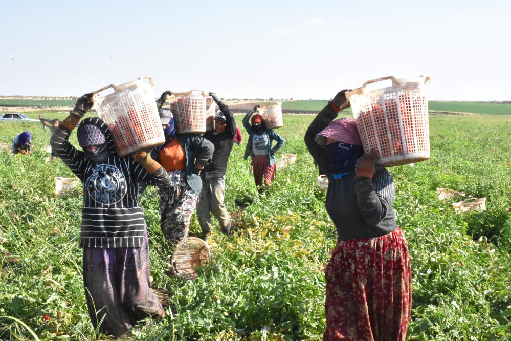 Kurutmalık domatesler Avrupa’ya ihraç ediliyor