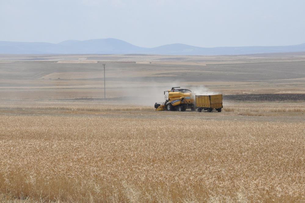Kars'ta arpa hasadı başladı