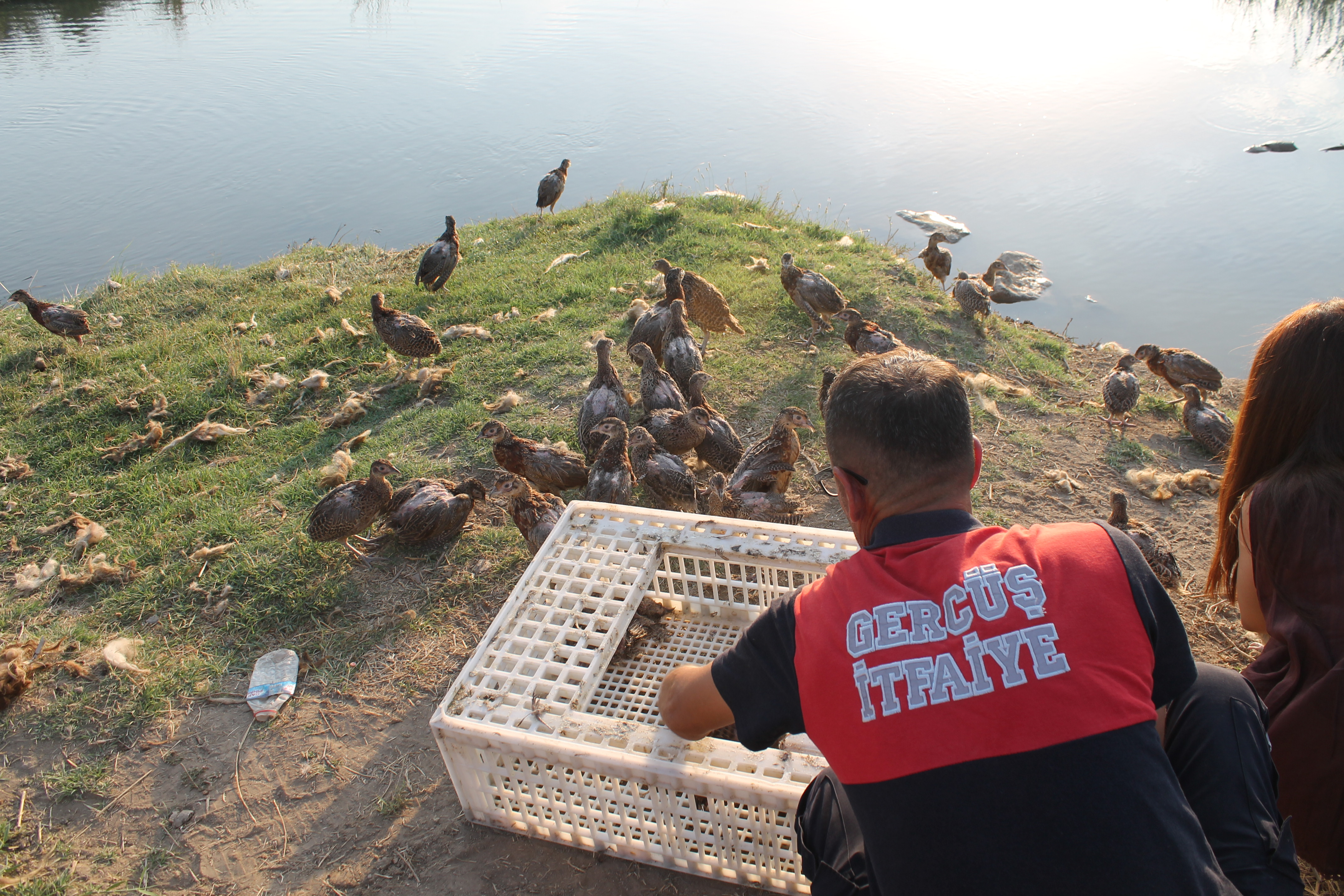 Sülünler doğaya salındı