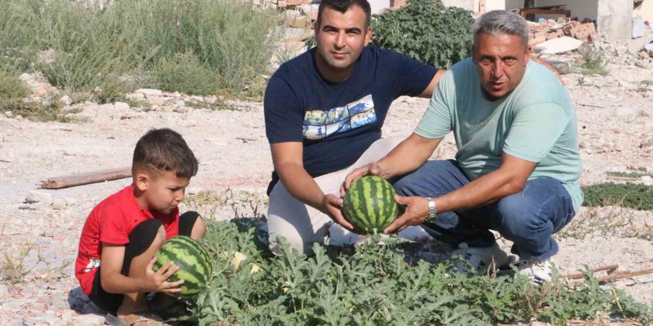 Enkaz altında olgunlaşan kavun ve karpuz hasadı başladı