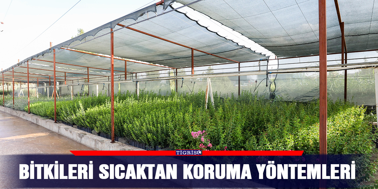 VİDEO - Bitkileri sıcaktan koruma yöntemleri