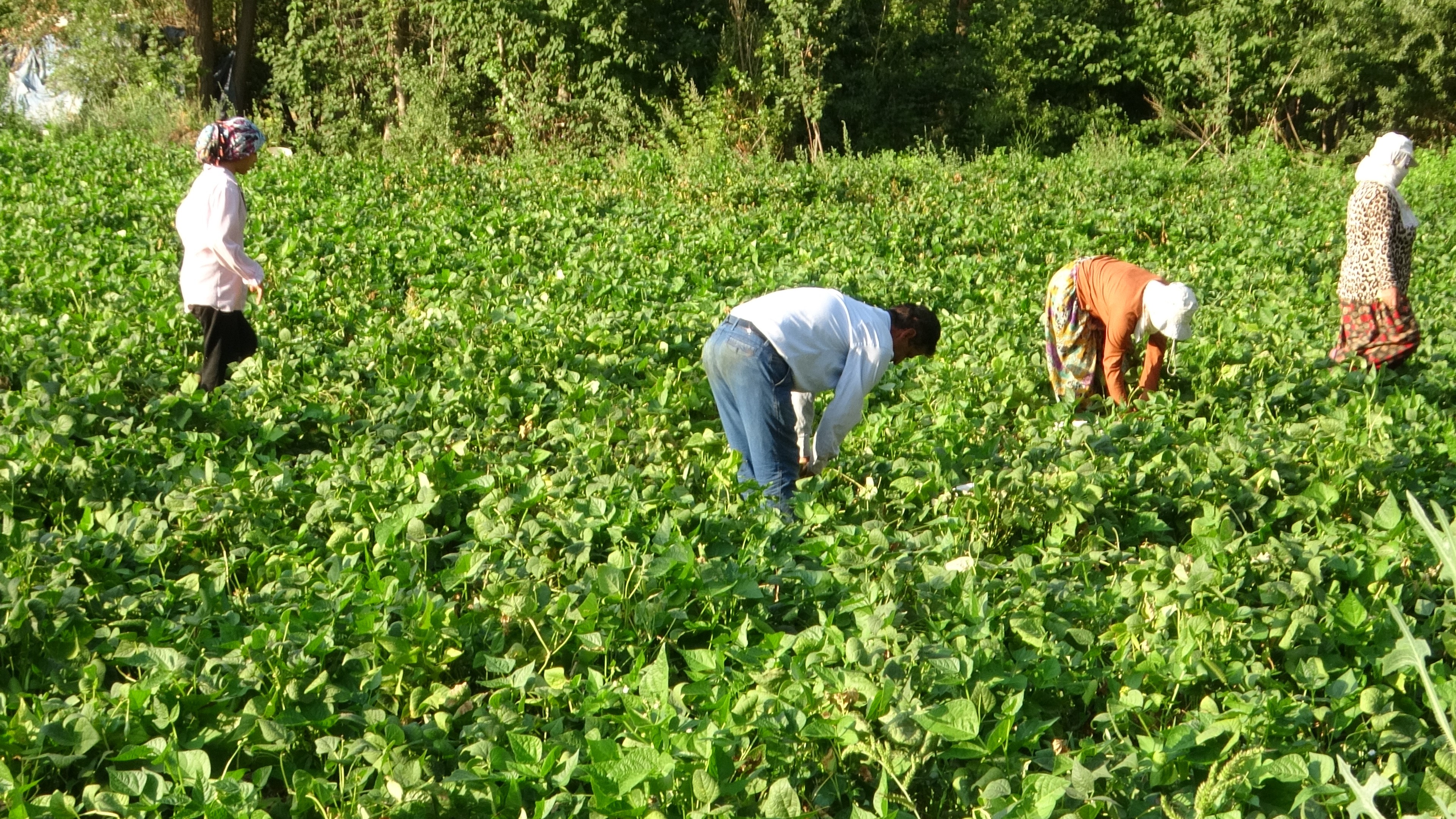 Gevaş fasulyesi kuraklıktan etkilendi