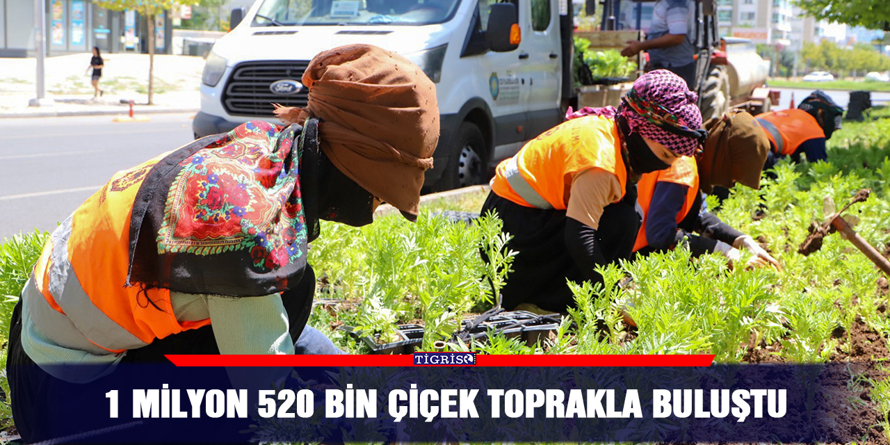 1 milyon 520 bin çiçek toprakla buluştu