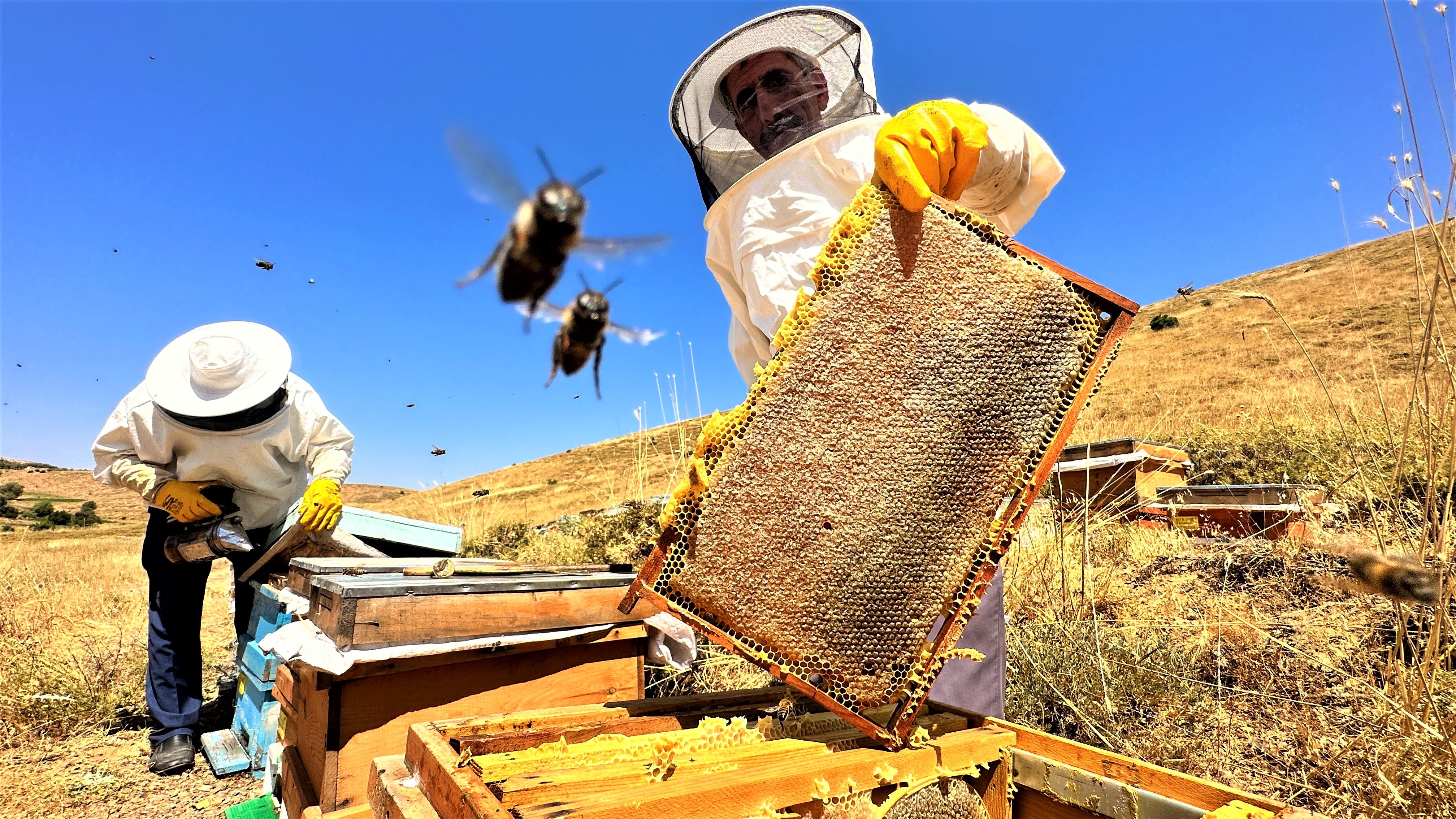 İklim değişikliği bal rekoltesini düşürdü