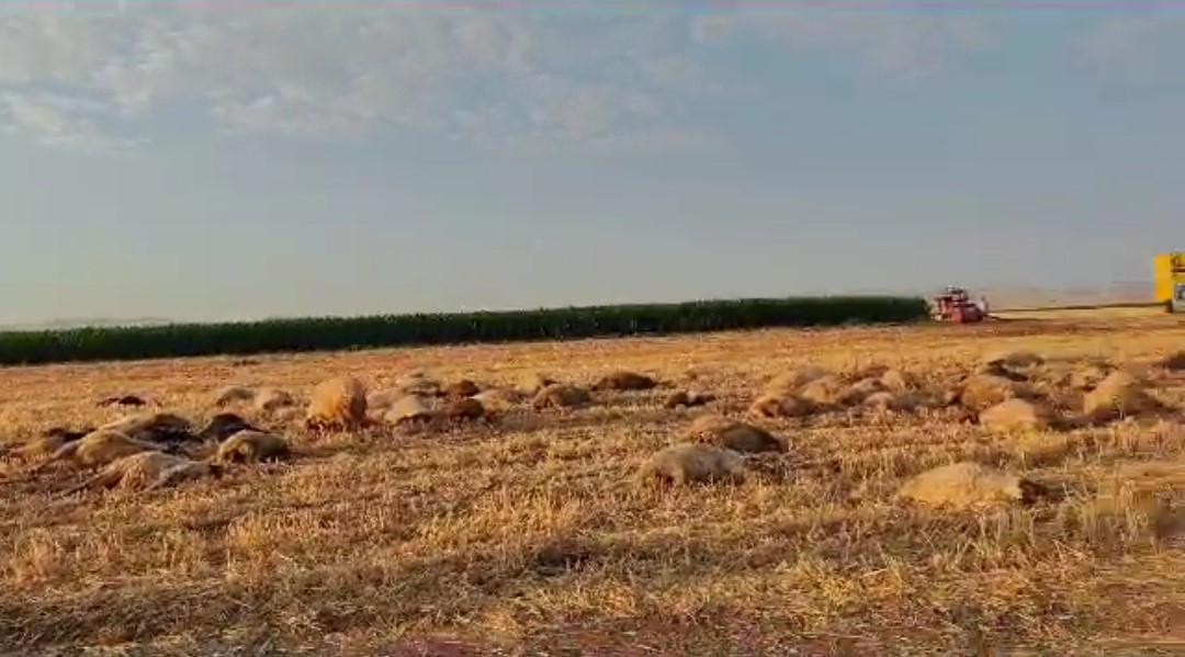 Zirai ilaç suya karıştı, 85 hayvan telef oldu