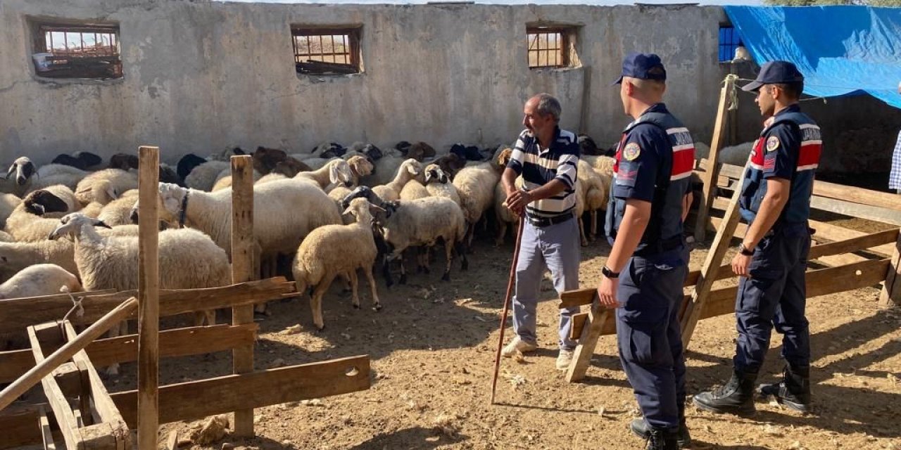 Malatya İl Jandarma Ekipleri Kayıp Olan Koyunları Buldu