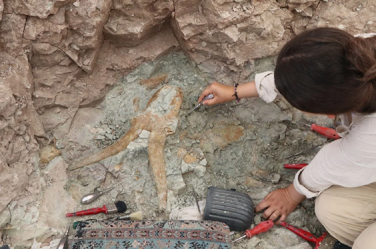 Çankırı 8,5 Milyon Yıllık Fosiller Bulundu