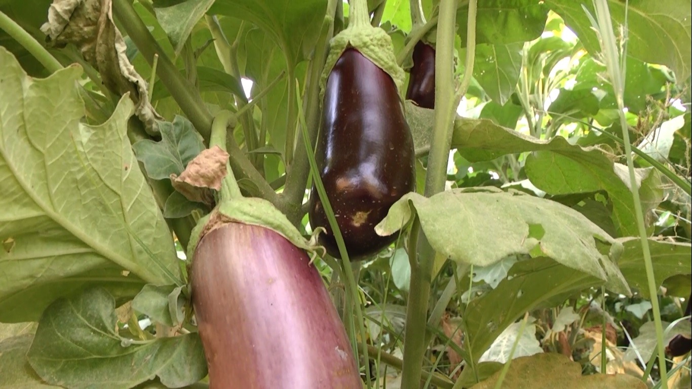 Birecik patlıcanında hasat zamanı