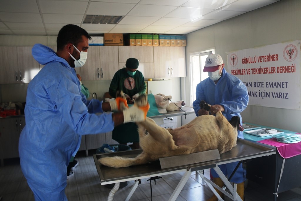 200 sokak köpeği kısırlaştırıldı