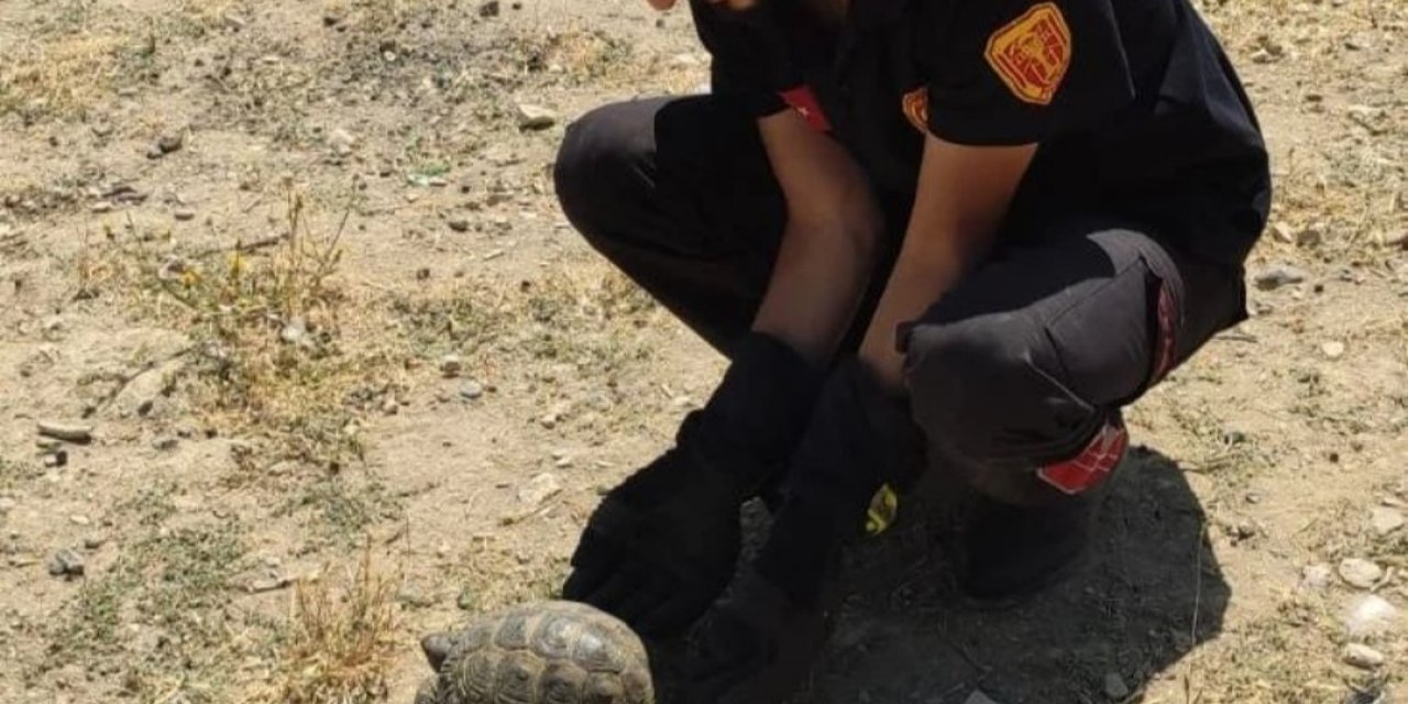 Kaplumbağalar kurtarıldı