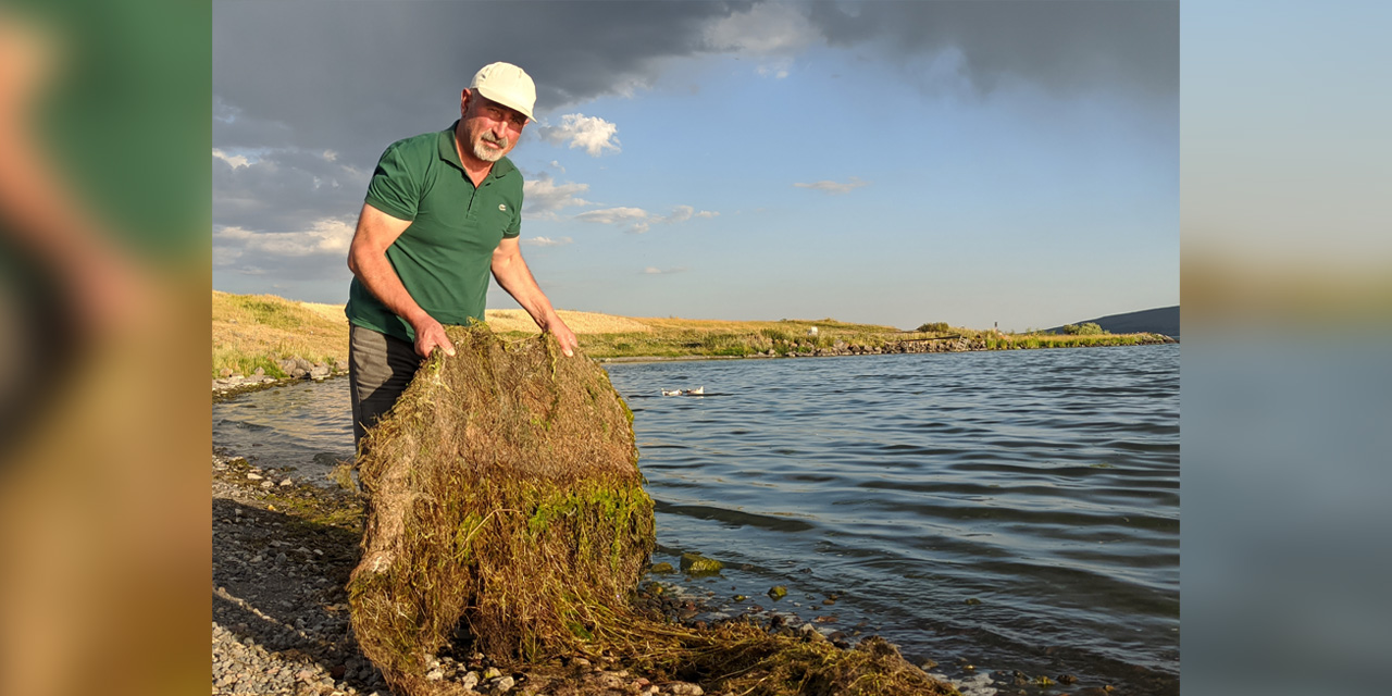 Yosun tutan çıldır gölünde tehlike