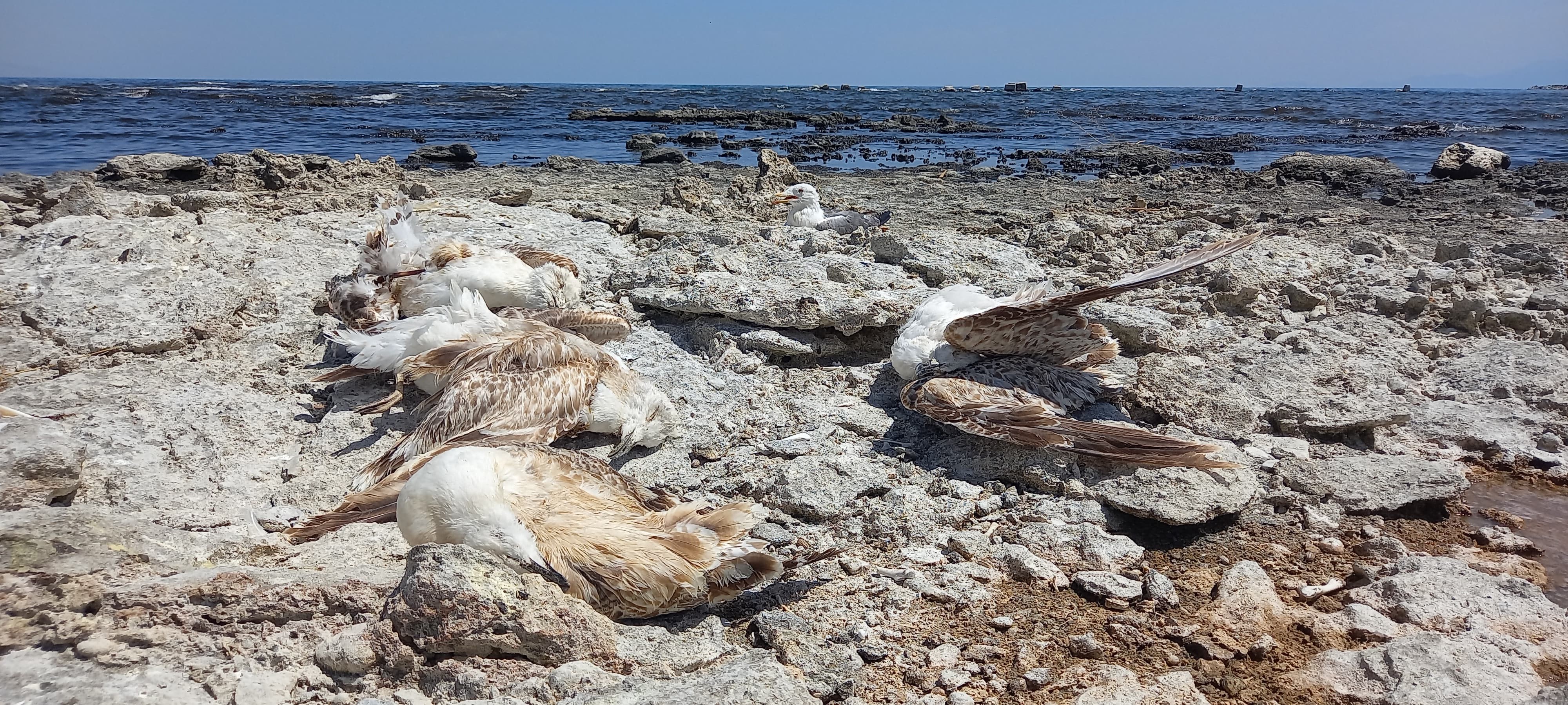 Tatvan sahilinde toplu martı ölümleri yaşanıyor
