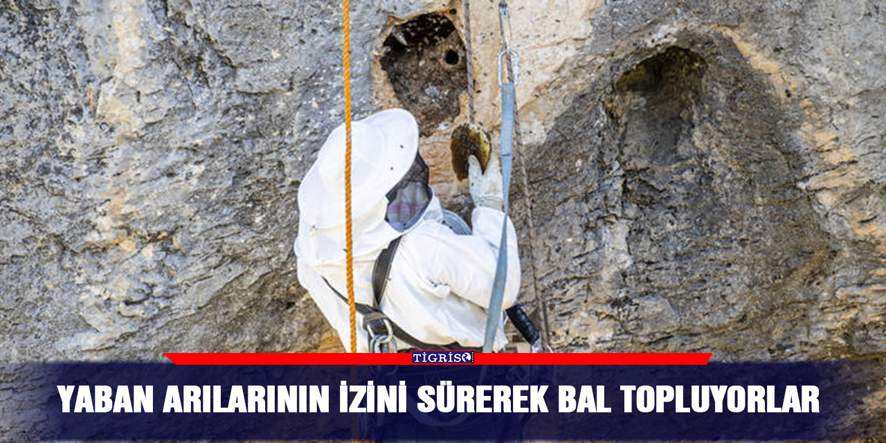 Yaban arılarının izini sürerek bal topluyorlar