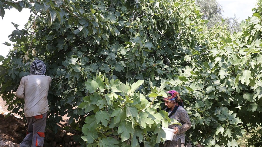 Gurs Vadisi'nde taze incir hasadı başladı