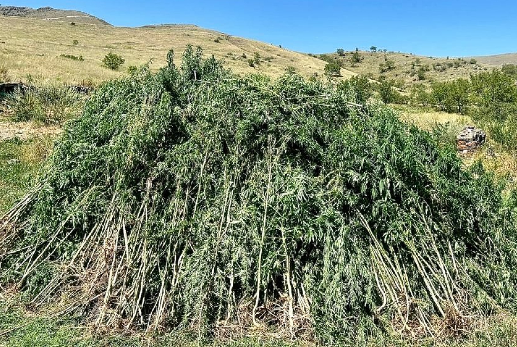 131 bin 596 kök kenevir imha edildi