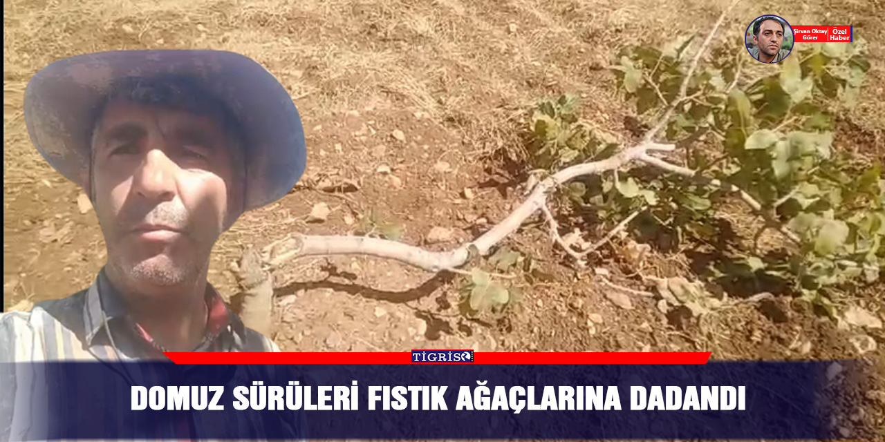 VİDEO - Domuz sürüleri fıstık ağaçlarına dadandı