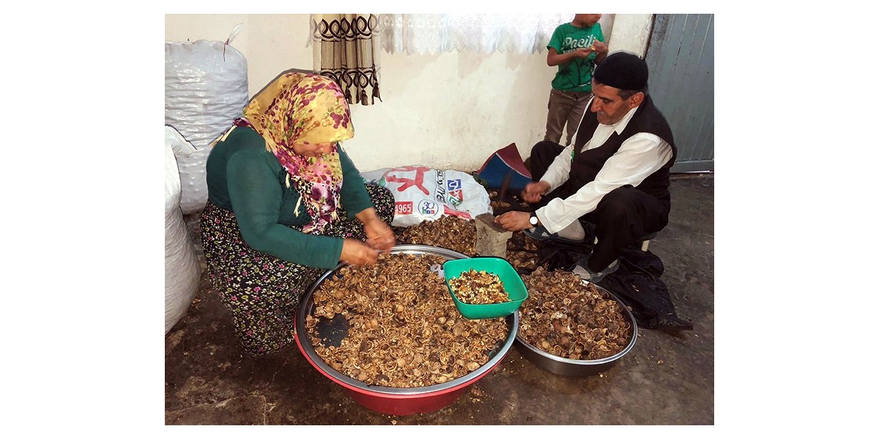 Ceviz kırıp aile bütçesine katkı sağlıyorlar