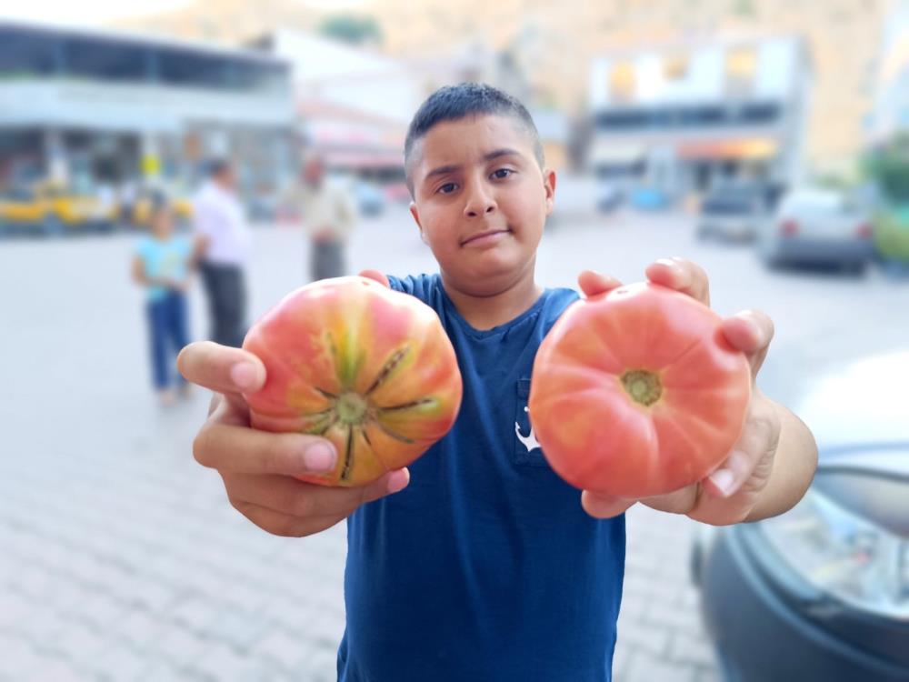 Domates satarak okul masraflarını karşılıyor