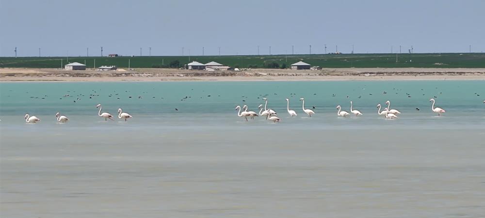 Flamingolar Arin gölüne geldi