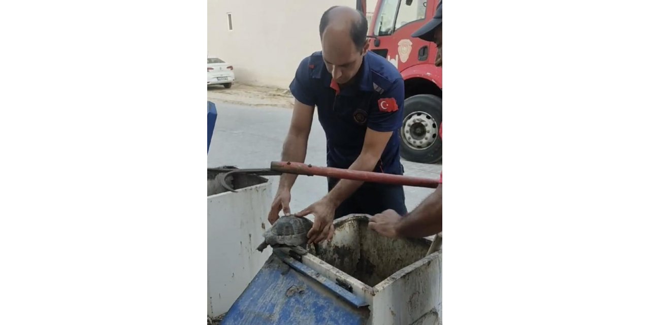 Çöp konteynerine atılan kaplumbağayı kurtardılar