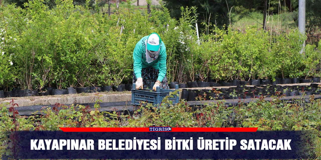 Kayapınar Belediyesi bitki üretip satacak