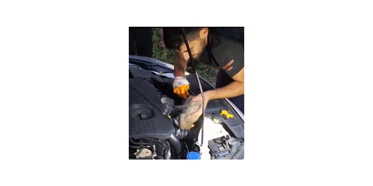 Otomobilin motoruna giren kediyi itfaiye kurtardı