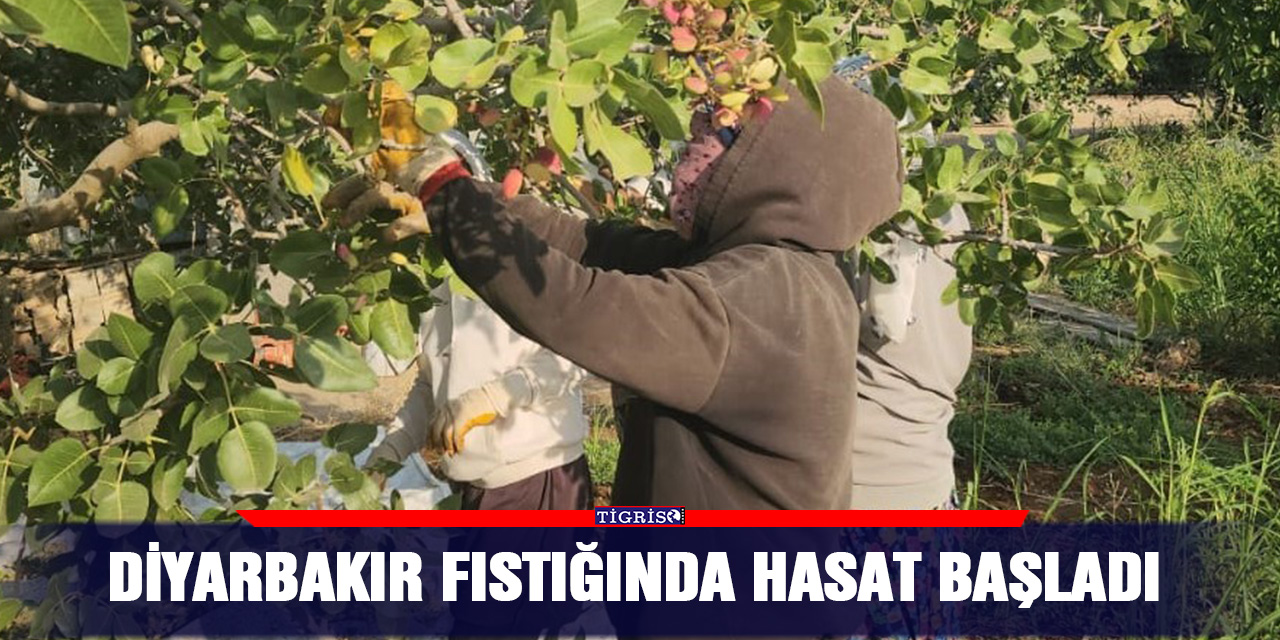 Diyarbakır fıstığında hasat başladı