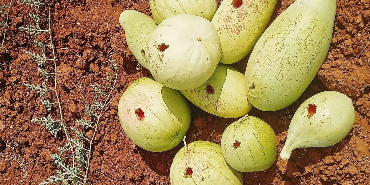 Kargalar karpuz tarlasını yok etti