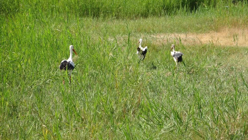 “Van Gölü’nün sulak alanları yok oluyor”