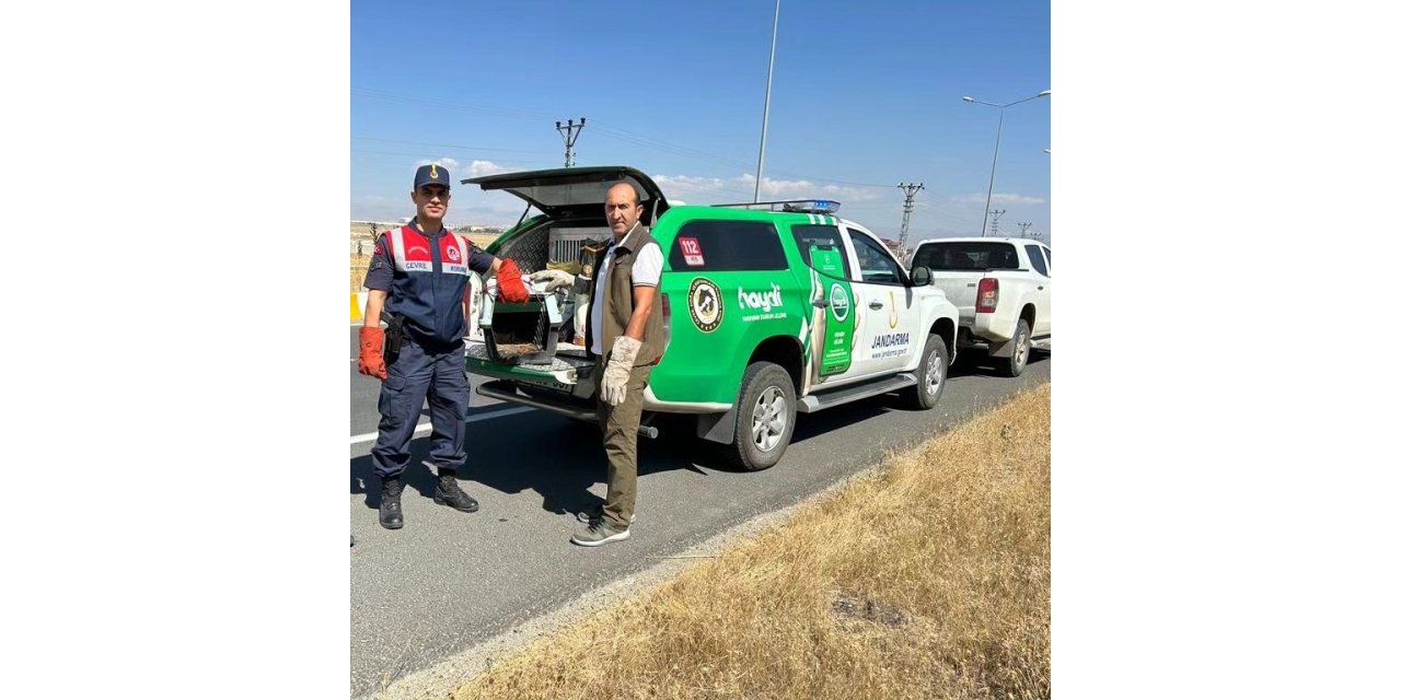Yaralı tilkiyi tedaviye aldılar