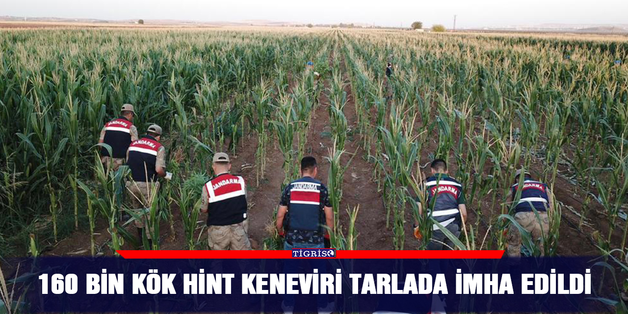 160 bin kök Hint keneviri tarlada imha edildi