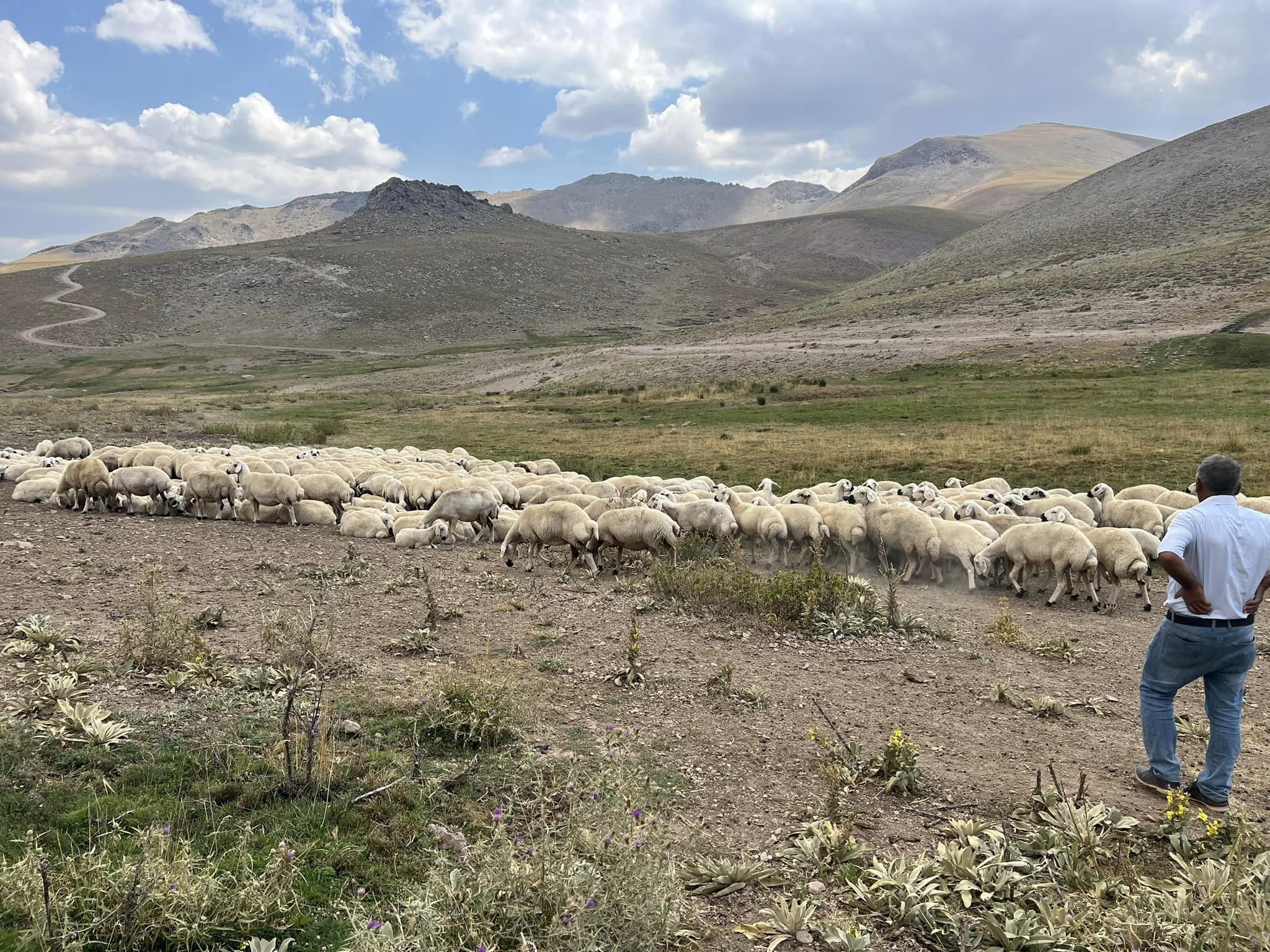 25 bin TL’ye çoban bulunamıyor