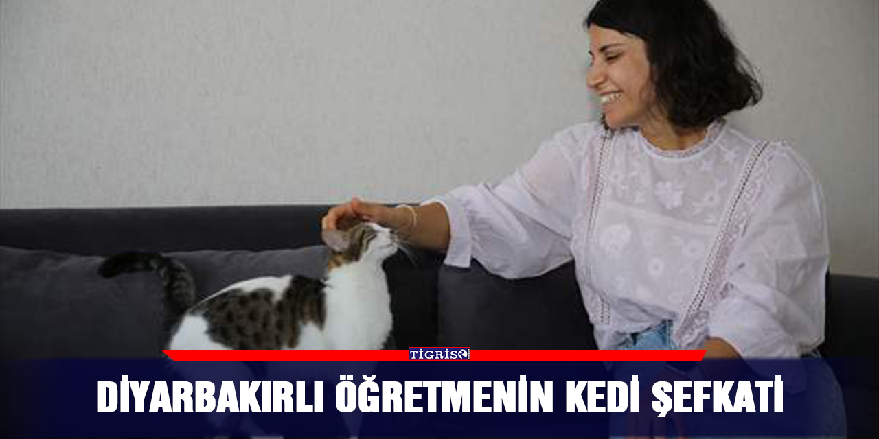 Diyarbakırlı öğretmenin kedi şefkati