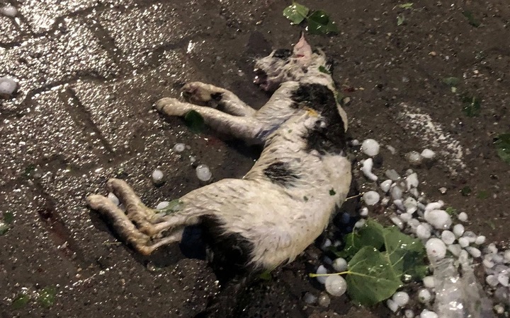 Taş gibi dolu yağdı: Sokak hayvanlarını öldürdü