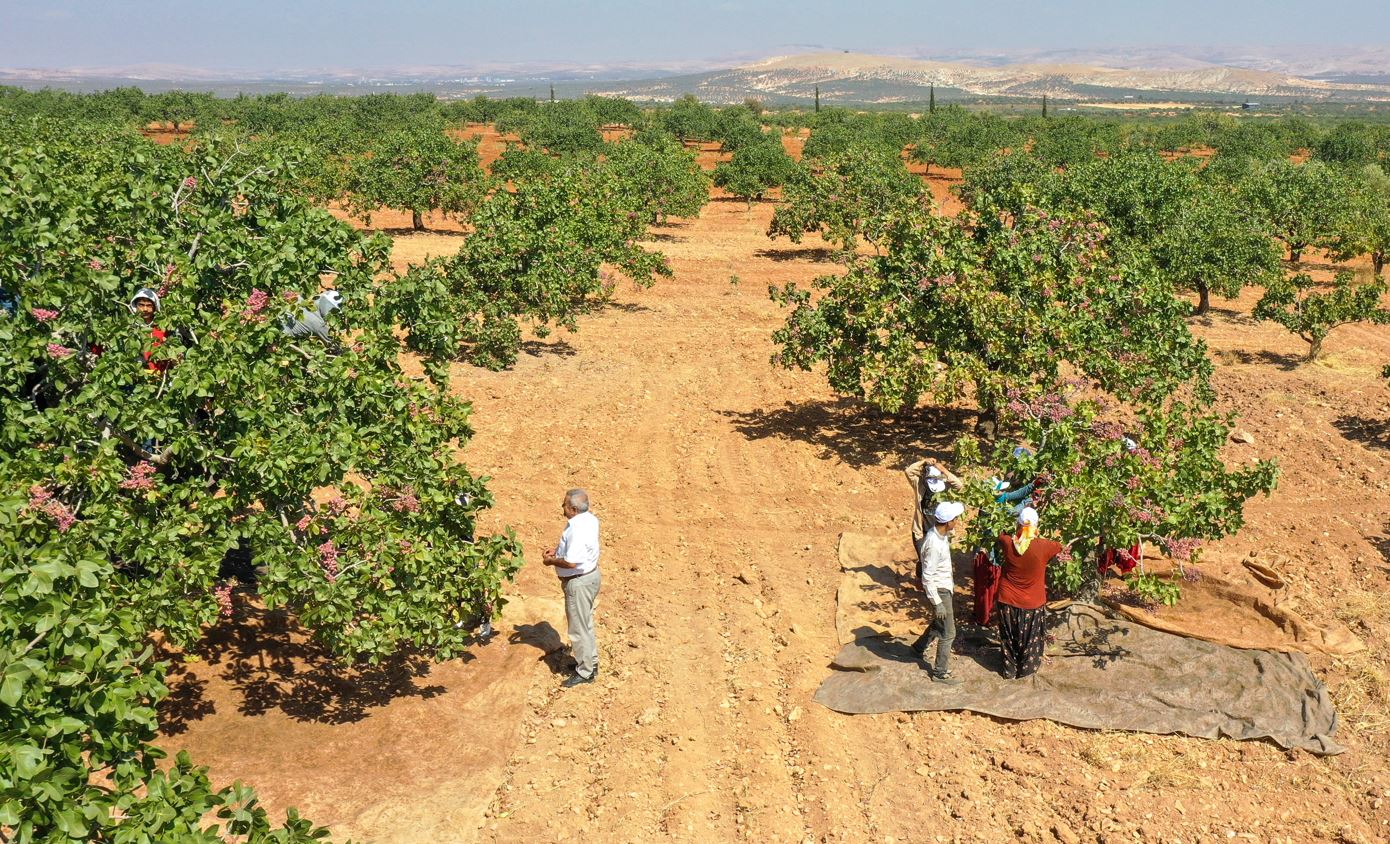 Antep fıstığında verim arttı