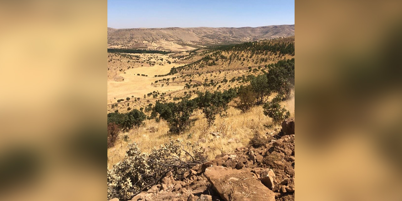 Mardin’de 500 bin fidan dikilecek