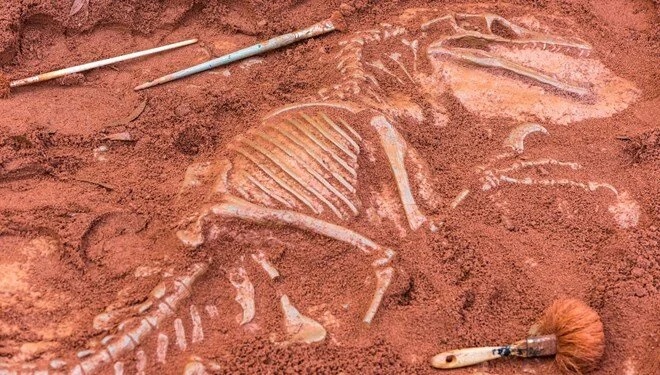 Çin'de morfolojik buluş: Morfolojik evrime büyük katkı