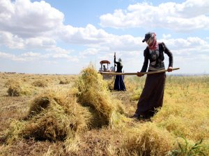 Kırmızı mercimek rekoltesinde yüzde 25 artış bekleniyor