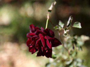 "Karagül" için coğrafi işaret talebi