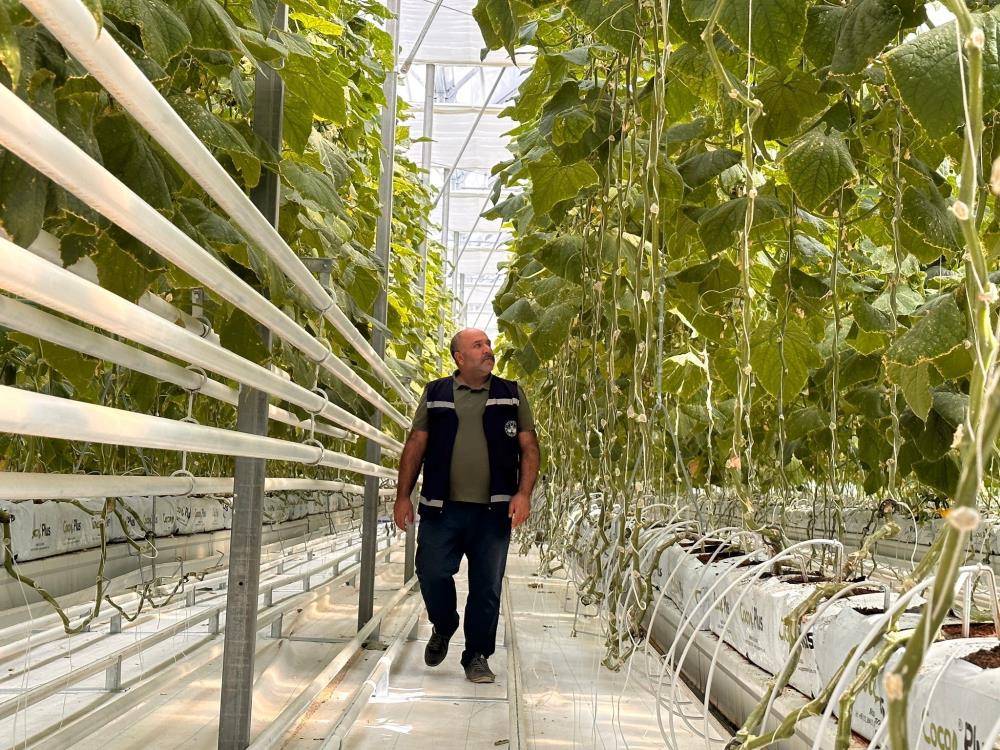 Jeotermal serada 'topraksız tarım'