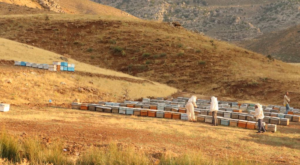 Çemikari Yaylası'nda bal üretimi