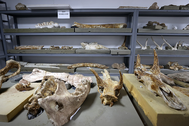 Fosil kazılarında bu yıl "zürafa sezonu" yaşandı